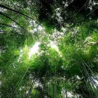 เสน่ห์เมืองเกียวโต ป่าไผ่ Arashiyama