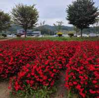 천년의 숲!!!  함양 상림 공원!!!  역사의 공원!!!
