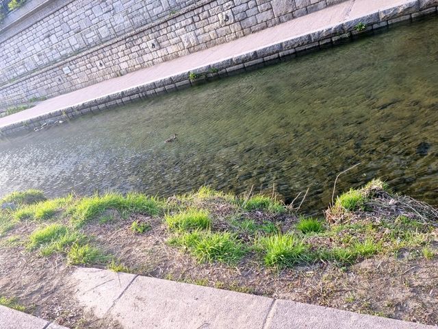 지금 가야할 걷기 좋은 청계천&흥인지문공원🏞