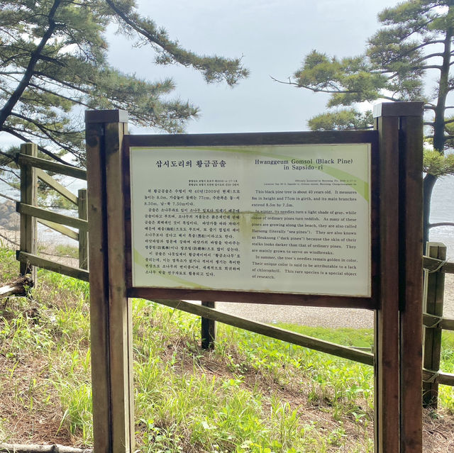 서해여행으로 추천하고 싶은 보령의 멋진 섬 - 삽시도
