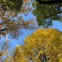 東京景點：東京代代木公園，鬧中取靜的綠色天地