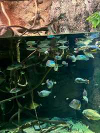 เที่ยว Kaiyukan Aquarium Osaka