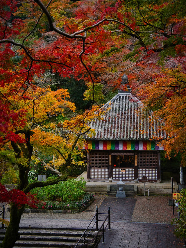 【ここ行って】紅葉のシルエット写真を狙え📸絶対行きたい紅葉スポットを紹介🍁撮影攻略付き