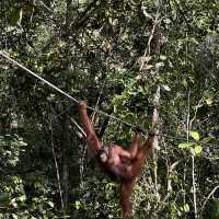 Semengoh wildlife centre - Kuching 