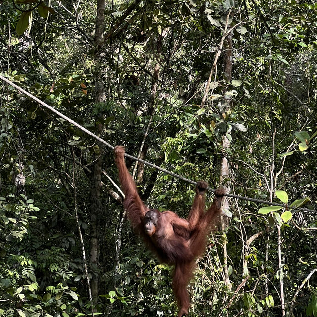 Semengoh wildlife centre - Kuching 