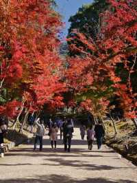 【ここ行って】桜もいいけどモミジもおすすめ‼️豊臣秀吉が残した形見の絶景🍁