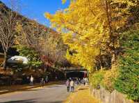 The glittering foliage at Yeonhwagyo, Guinsa at Danyang