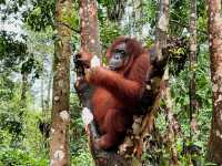 Experiencing Semenggoh Wildlife Centre