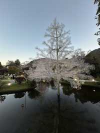 箱根✨ガラスの森美術館✨