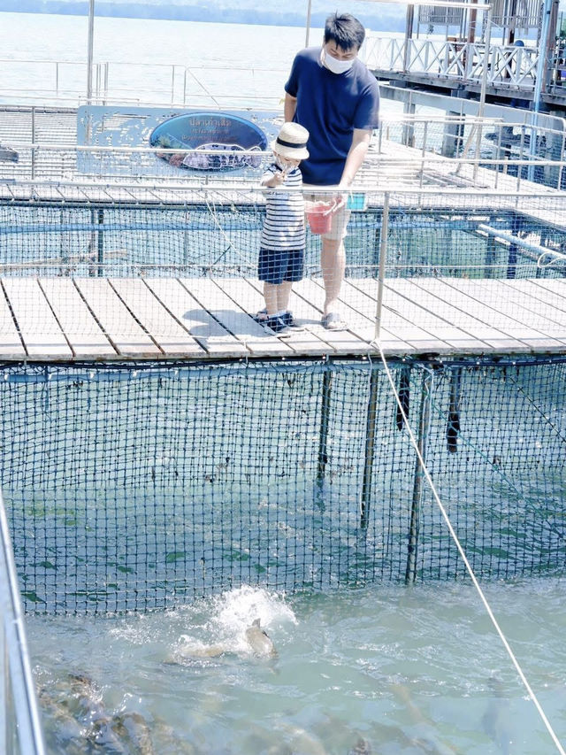 ให้อาหารฉลาม หน่วยสาธิตฯคุ้งกระเบน 🦈🦈