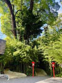 【日本伊東】來宮神社：日本能量景點，樹齡超過2000年的巨楠