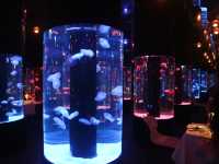 🪼Cube O BLU Dining🪼夢幻水母水族館餐廳