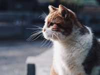 Houtong Cat Village สวรรค์ของคนรักแมว