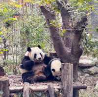 A Must-Visit for Panda Lovers 🐼