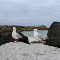 Narooma，海豹，果冻海