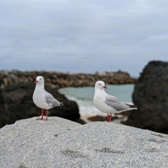 Narooma，海豹，果冻海