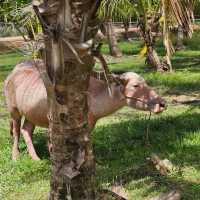 Old Phuket Farm