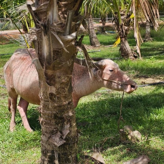 Old Phuket Farm