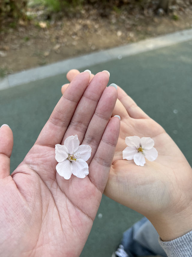 สวนสาธารณะยางแจชอน
