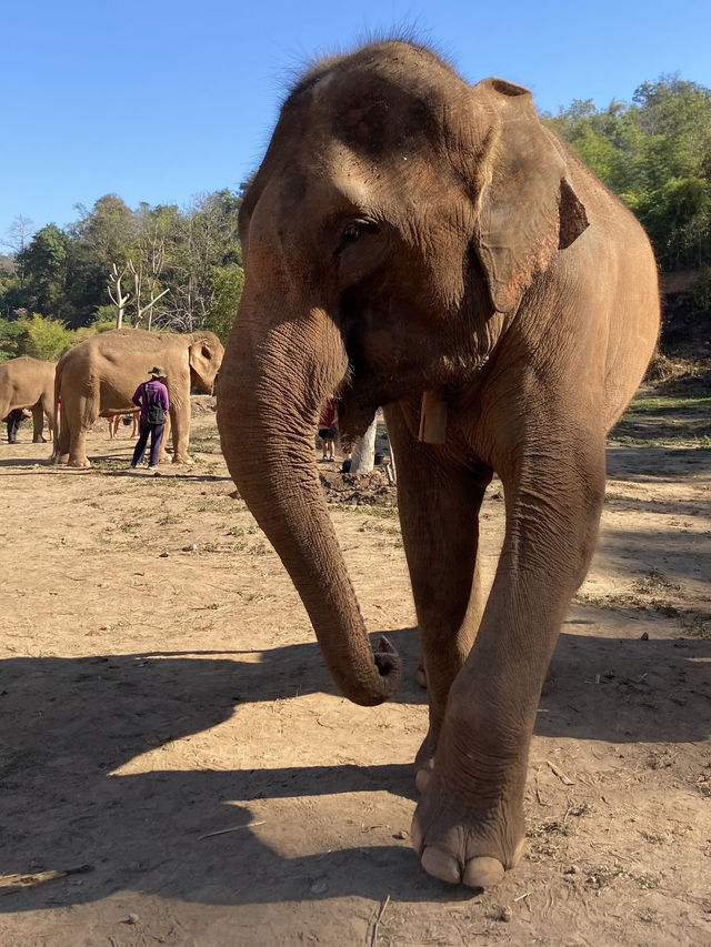 Elephant Sanctuary Chiang Mai