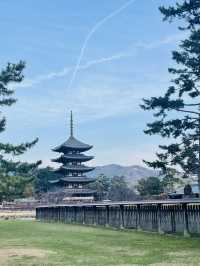 《奈良》春の古都に今年訪れてみてはいかが？