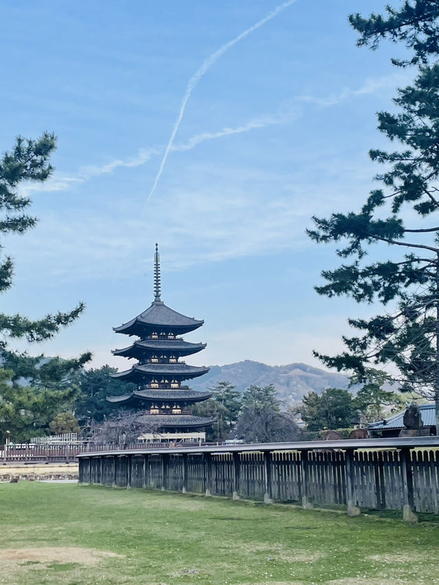 《奈良》春の古都に今年訪れてみてはいかが？