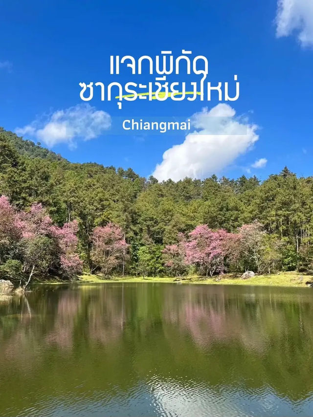 ซากุระ ซากุใจ at ขุนวาง เชียงใหม่ 🌸💖
