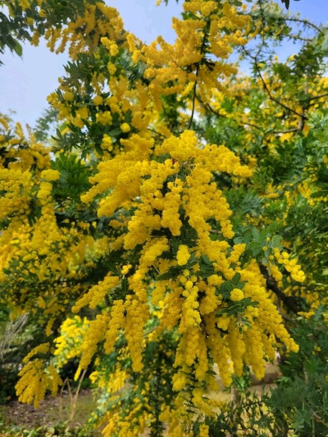 【カラフルなチューリップ🌷の絨毯がみれる！】