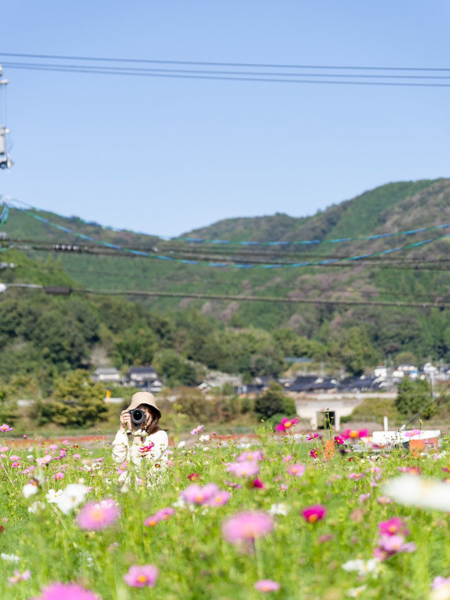 【岡山県/北房】高速からすぐのコスモス畑ならここ！