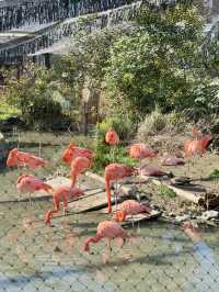東山動物植物園-紅葉與動物構成和諧，而且美麗的景色