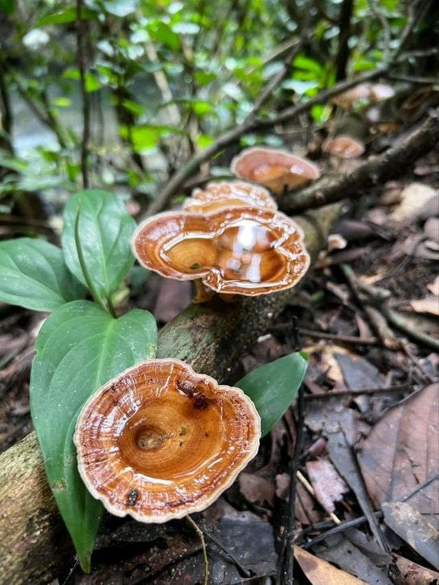 อุทยานแห่งชาติเขาชะเมา-เขาวง
