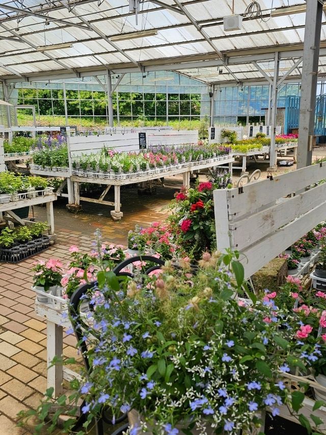 알록달록한 꽃들이 가득! 후쿠오카 신구 꽃집💐