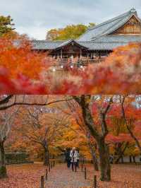 Tofukuji Temple หนึ่งในจุดชมใบไม้เปลี่ยนสีเกียวโต🍁