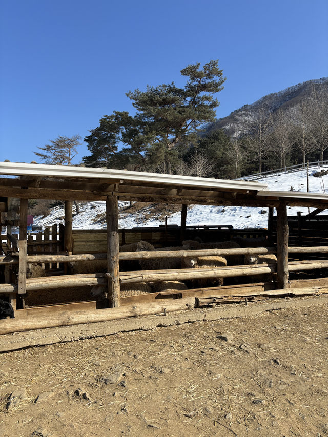 아름다운 설경과 동물들을 만날 수 있는 춘천 목장🐑