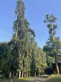 Royal botanical garden, Sri Lanka