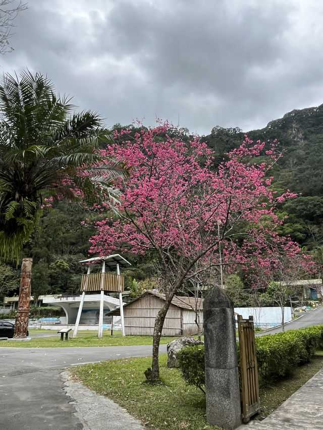 林田山文化園區～檜木芬多精滿滿的好地方