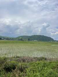 Driving Through the Countryside of Reo: A Journey Through Endless Rice Fields 🌾🚗 