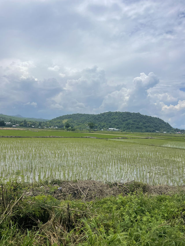 Driving Through the Countryside of Reo: A Journey Through Endless Rice Fields 🌾🚗 