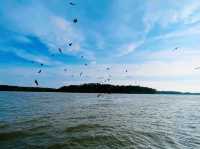 “Soar with the Eagles: Kuala Sepetang’s Thrilling Boat Ride & Feeding Experience!”