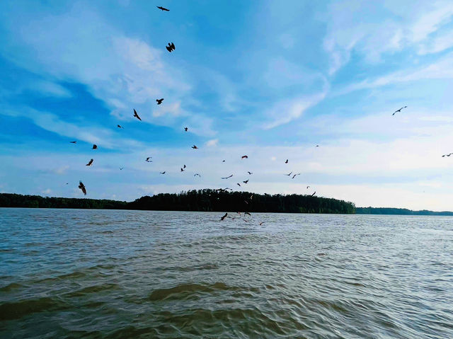 “Soar with the Eagles: Kuala Sepetang’s Thrilling Boat Ride & Feeding Experience!”