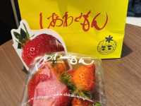 福岡！不用自駕，也能輕輕鬆鬆摘士多啤梨！