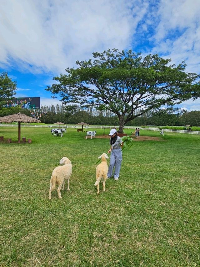เที่ยวเล่นฟาร์มโชคชัย ให้อาหารน้องแกะ 🐑