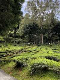 “A Lush Green Escape in Tanah Rata”