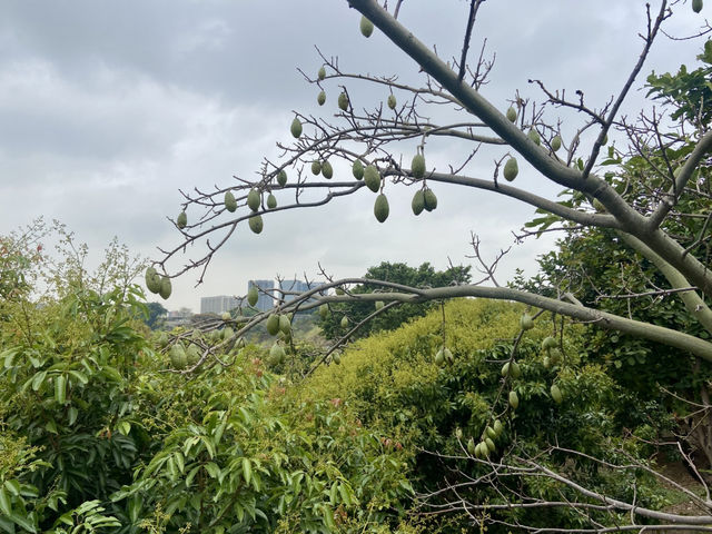 深圳寶安區親子好去處✨立新湖公園🌴❤️