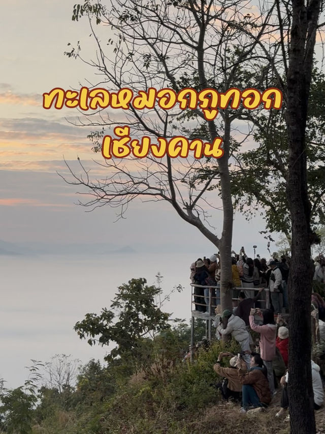 ทะเลหมอกภูทอก เชียงคาน – ฟีลดีมาก มาแล้วจะหลงรัก