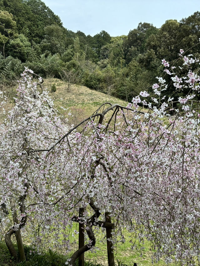 福岡櫻花之頑強：逆風而舞的生命之美