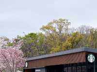 大阪櫻花🌸大阪城公園「櫻吹雪」~太浪漫了吧！