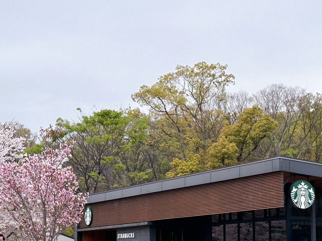 大阪櫻花🌸大阪城公園「櫻吹雪」~太浪漫了吧！