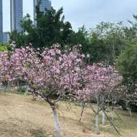 聚龍山公園🌸 櫻花谷🌸