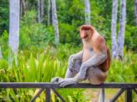 Exploring Sandakan: The Gateway to Borneo's Natural Wonders